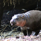 Illustration for article titled This Baby Pygmy Hippo Is the Cutest Thing on Planet Earth (No Arguing Please)